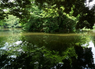 緑が一杯の森と湖の水面