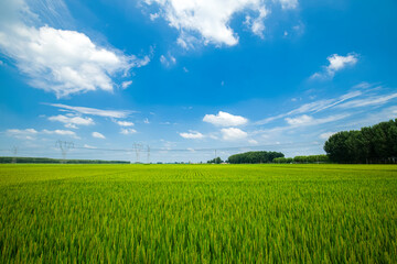 Fototapeta premium The rice field is under the blue sky