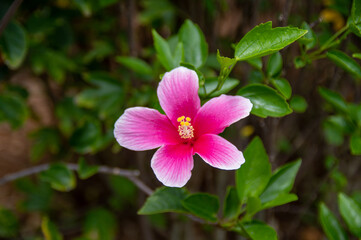 Fototapeta premium 植物園のハイビスカス