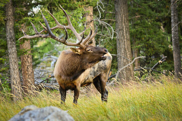 Elk male in rutting season in Yellowstone national park