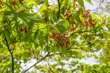 Japanese maple (Aceraceae acer palmatum) leaves at garden. 