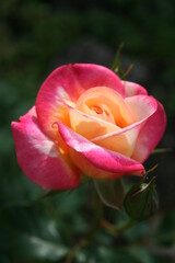 pink rose on a green background
