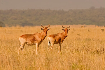 Naklejka na ściany i meble Damalisque Damaliscus Korrigum Antilope Topi au Kenya