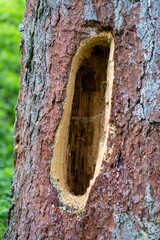 work of the wood pecker, a hole in a spruce tree