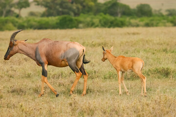 Naklejka na ściany i meble Damalisque Damaliscus Korrigum Antilope Topi une maman et sa jeune progéniture au Kenya