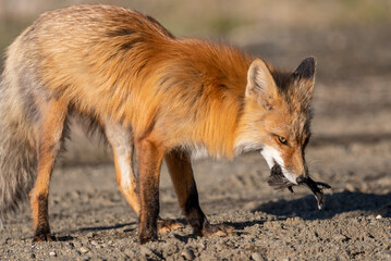 Wild red fox seen in natural environment with a dead bird in its mouth with dirt landscape surrounding the single, adult animal in northern Canada, Yukon Territory. 