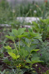 Young strawberry bush with berries in the garden. Close-up. Place for your text.