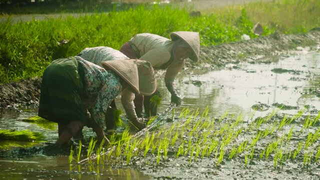 Group of women transplanted rice shoots they plant the new crop in the rice paddy, Java, indonesia.
