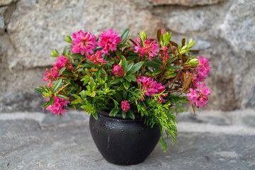 the beautiful red alpine rose, rhododendron ferrugineum, in a flower vase with a stone wall in the background
