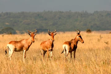 Door stickers Antelope Damalisque Damaliscus Korrigum Antilope Topi au Kenya