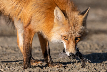 Wild red fox seen in natural environment with a dead bird in its mouth with dirt landscape surrounding the single, adult animal in northern Canada, Yukon Territory. 