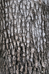 Old bark background material