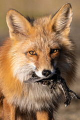Close up face of a red fox with bird in its mouth and blurred background behind. Hunting animals with catch, meal eating in wild, natural environment. 