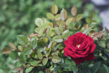 a single red rose in the garden