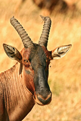Damalisque Damaliscus Korrigum Antilope Topi au Kenya