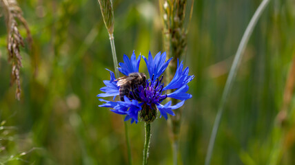bee on a blue flower in a weed field with a blurred background