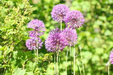 Allium ampeloprasum in flower during early summer and green background