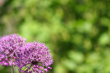 Allium flower isolated on green background
