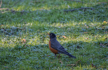 Robin on the grass