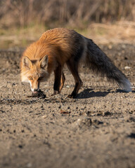 Wild red fox seen in natural environment with a dead bird in its mouth with dirt landscape surrounding the single, adult animal in northern Canada, Yukon Territory. 