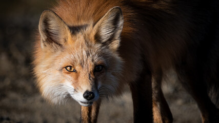 Wild red fox seen in natural, outdoor environment on the Alaska Highway in northern Canada, Yukon...
