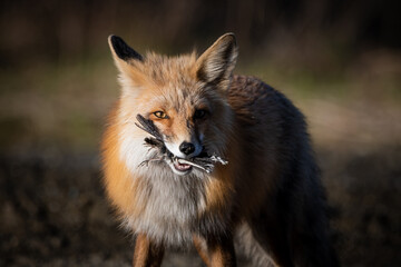 Naklejka na ściany i meble Close up view of a wild red fox with a bird in its mouth seen in Yukon, Canada with dark blurred background behind. 