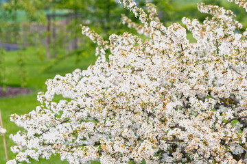 white shrub blossom in garden