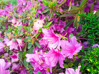 rhododendron flower blooms on a bush in spring