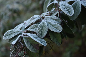 Cotoneaster with frost on the leaves 