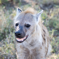 Kruger National Park: hyena