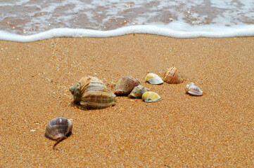 Fototapeta na wymiar seashells on the beach, ocean shore, sand on the beach