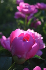 Pink peonies in the morning sun