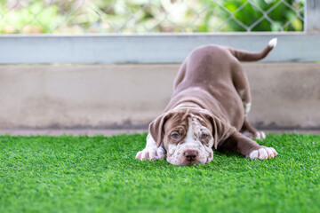 Cute Brown and white pit bull, less than a month old, on artificial grass in a dog farm. Fat puppy...