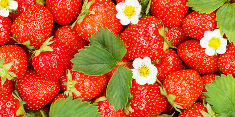 Strawberries berries fruits strawberry berry fruit with leaves and blossoms panoramic view...