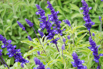 LAVANDA