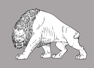 Saber tooth cat on the hunt. Animals illustration. Saber-toothed cat attack. Coloring book.	