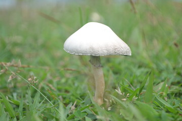 Cute white mushroom or Fungi growing at the garden
