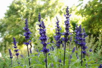 Obraz premium LAVANDA