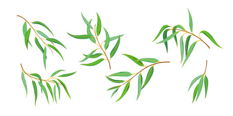 Set of eucalyptus branch. Flat vector graphic print.
