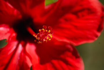 HIBISCUS ROSA SINENSIS