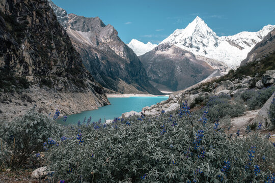 Laguna Paron surrounded of wild flowers in Huascaran, National Park, Peru.