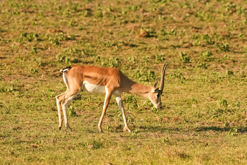 Gazelle de Grant Gazella granti au Kenya
