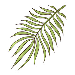 Line Drawing Green Tropical Organic Palm Leaves. Hand Drawn exotic leaf isolated vector illustration for logo, emblem, template, travel advertising, web, stickers, prints, spa and beauty care products