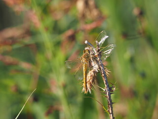 bonita libélula de color amarillo, ninfa de los ríos, animal prehistórico y mitológico, colabora con el medioambiente eliminando los insectos, lérida, españa, europa