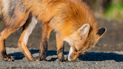 Wild red fox vulpes seen in nature during spring summer time in northern Canada with dirt surrounding the wild animal sniffing the ground. 