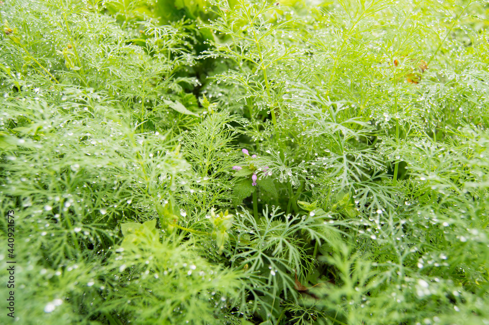 Wall mural green dill after rain