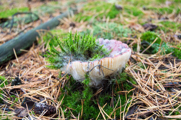 Obraz premium old mushroom under green moss