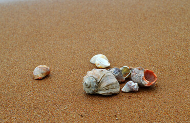 seashells on the beach, ocean shore, sand on the beach