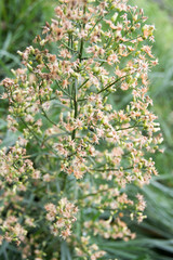 dried flowers on a green branch