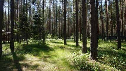 Fototapeta premium Лесной массив, forest area